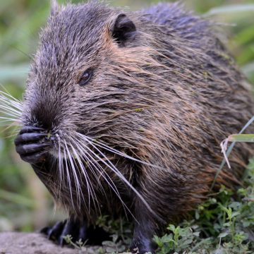 Nutria