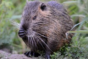 Nutria