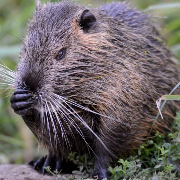 Nutria